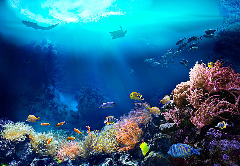 Blauer Ozean mit bunten Fischen vor Koreallenriff