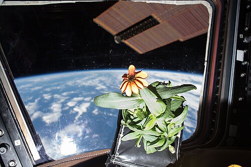 Grüne Pflanze mit orange Blüte vor Cupola-Fenster der ISS mit blick auf die Erde und einen Solarflügel der Raumstation